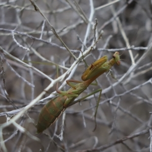 Pseudomantis albofimbriata at Cook, ACT - 26 Mar 2023