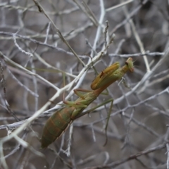 Unidentified Praying mantis (Mantodea) at Cook, ACT - 26 Mar 2023 by Tammy