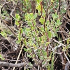 Brachyloma daphnoides (Daphne Heath) at Hawker, ACT - 25 Mar 2023 by sangio7