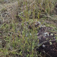 Brachyloma daphnoides at Hawker, ACT - 26 Mar 2023