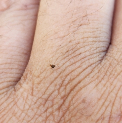 Unverified Insect at Tambo, QLD - 26 Mar 2023 by Jamal