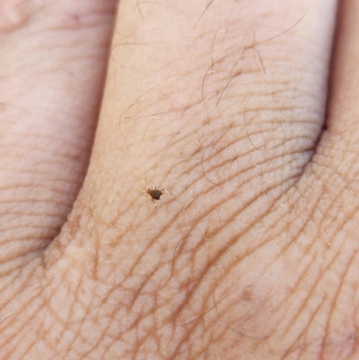 Unidentified Insect at Tambo, QLD - 26 Mar 2023 by Jamal