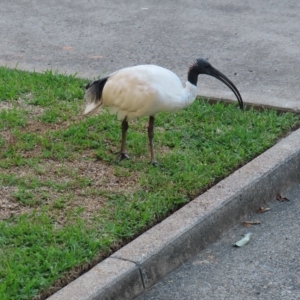 Threskiornis molucca at Brisbane City, QLD - 27 Mar 2023