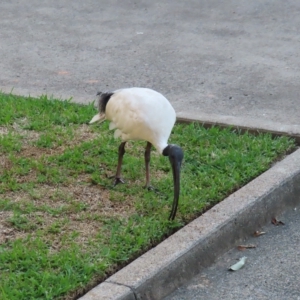 Threskiornis molucca at Brisbane City, QLD - 27 Mar 2023