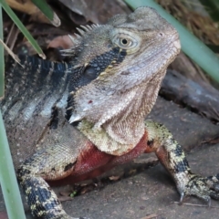 Intellagama lesueurii lesueurii (Eastern Water Dragon) at Brisbane City, QLD - 27 Mar 2023 by MatthewFrawley