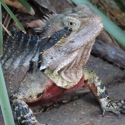Intellagama lesueurii lesueurii (Eastern Water Dragon) at Brisbane City Botanic Gardens - 26 Mar 2023 by MatthewFrawley