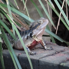 Intellagama lesueurii lesueurii at Brisbane City, QLD - 27 Mar 2023