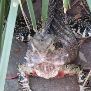 Intellagama lesueurii lesueurii at Brisbane City, QLD - 27 Mar 2023