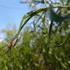 Plebs bradleyi (Enamelled spider) at Greenleigh, NSW - 26 Mar 2023 by LyndalT