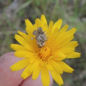 Heliocosma (genus) at Bruce, ACT - 30 Oct 2022 02:27 PM