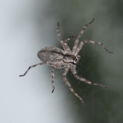 Holconia sp. (genus) (Unidentified Holconia huntsman) at QPRC LGA - 26 Mar 2023 by LyndalT