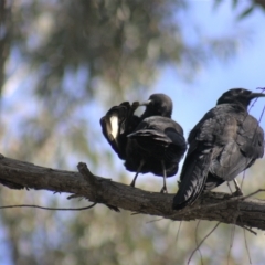 Corcorax melanorhamphos (White-winged Chough) at Gundaroo, NSW - 19 Sep 2022 by Gunyijan