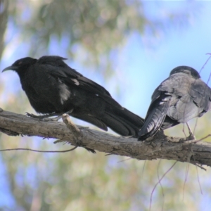 Corcorax melanorhamphos at Gundaroo, NSW - 19 Sep 2022 02:43 PM