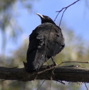 Corcorax melanorhamphos at Gundaroo, NSW - 19 Sep 2022 02:43 PM