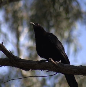 Corcorax melanorhamphos at Gundaroo, NSW - 19 Sep 2022 02:43 PM