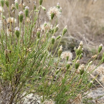 Vittadinia muelleri (Narrow-leafed New Holland Daisy) at Hawker, ACT - 26 Mar 2023 by sangio7