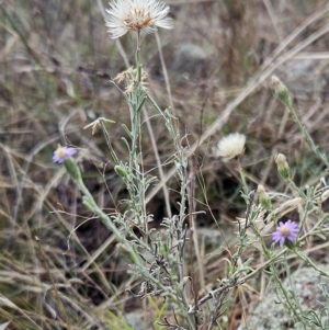 Vittadinia gracilis at Hawker, ACT - 26 Mar 2023