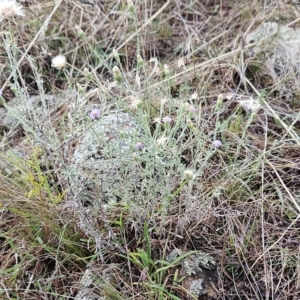 Vittadinia gracilis at Hawker, ACT - 26 Mar 2023