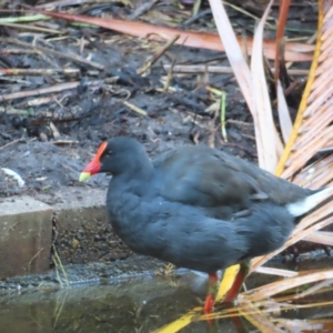 Gallinula tenebrosa at Brisbane City, QLD - 27 Mar 2023 07:30 AM
