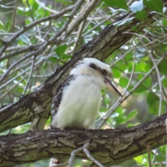 Dacelo novaeguineae (Laughing Kookaburra) at Brisbane City Botanic Gardens - 26 Mar 2023 by MatthewFrawley