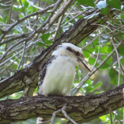 Dacelo novaeguineae (Laughing Kookaburra) at Brisbane City, QLD - 27 Mar 2023 by MatthewFrawley