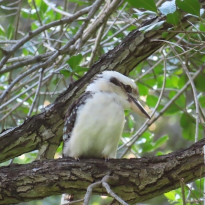 Dacelo novaeguineae (Laughing Kookaburra) at Brisbane City, QLD - 26 Mar 2023 by MatthewFrawley