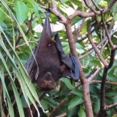 Pteropus scapulatus (Little Red Flying Fox) at Brisbane City Botanic Gardens - 26 Mar 2023 by MatthewFrawley