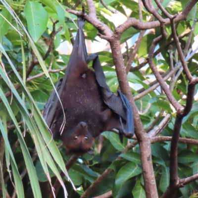 Pteropus scapulatus (Little Red Flying Fox) at Brisbane City, QLD - 26 Mar 2023 by MatthewFrawley