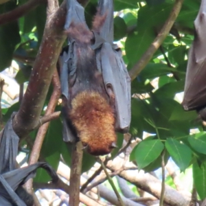 Pteropus scapulatus at Brisbane City, QLD - 27 Mar 2023 07:38 AM