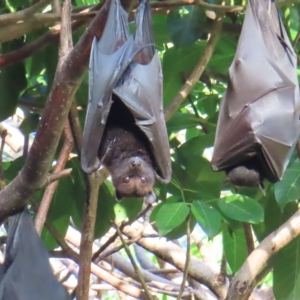 Pteropus scapulatus at Brisbane City, QLD - 27 Mar 2023 07:38 AM