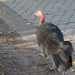 Alectura lathami (Australian Brush-turkey) at Brisbane City Botanic Gardens - 26 Mar 2023 by MatthewFrawley