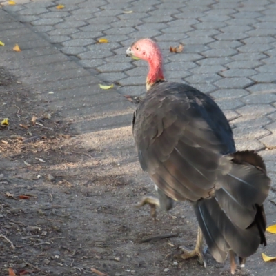 Alectura lathami (Australian Brush-turkey) at Brisbane City Botanic Gardens - 26 Mar 2023 by MatthewFrawley