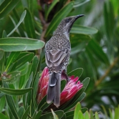 Anthochaera chrysoptera (Little Wattlebird) at Wollondilly Local Government Area - 26 Mar 2023 by Freebird