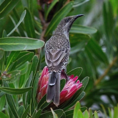 Anthochaera chrysoptera (Little Wattlebird) at Tahmoor, NSW - 26 Mar 2023 by Freebird