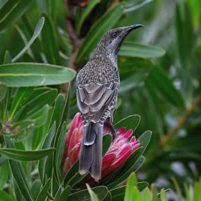 Anthochaera chrysoptera (Little Wattlebird) at Wollondilly Local Government Area - 26 Mar 2023 by Freebird