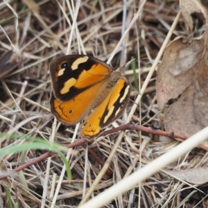 Heteronympha merope at Molonglo Valley, ACT - 27 Mar 2023