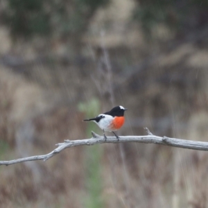 Petroica boodang at Molonglo Valley, ACT - 27 Mar 2023 12:39 PM