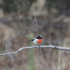 Petroica boodang (Scarlet Robin) at Molonglo Valley, ACT - 27 Mar 2023 by wombey