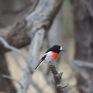 Petroica boodang at Molonglo Valley, ACT - 27 Mar 2023 12:39 PM