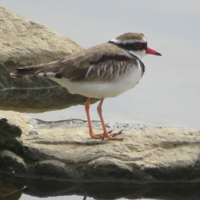 Charadrius melanops (Black-fronted Dotterel) at Molonglo Valley, ACT - 26 Mar 2023 by Christine