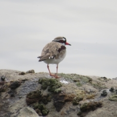 Charadrius melanops at Molonglo Valley, ACT - 26 Mar 2023