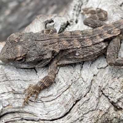 Amphibolurus muricatus (Jacky Lizard) at O'Connor, ACT - 26 Mar 2023 by AndrewCB