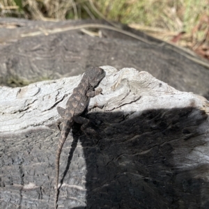 Amphibolurus muricatus at O'Connor, ACT - 26 Mar 2023