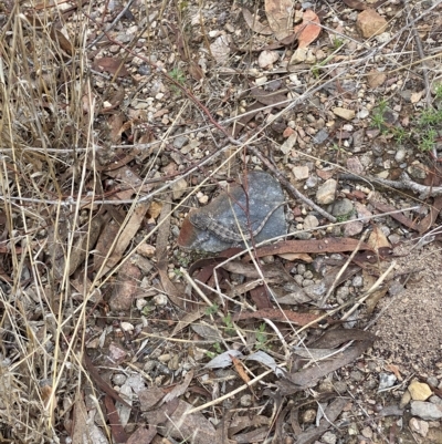 Amphibolurus muricatus (Jacky Lizard) at Bruce Ridge - 26 Mar 2023 by AndrewCB