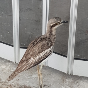 Burhinus grallarius at South Brisbane, QLD - 27 Mar 2023