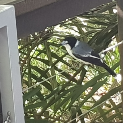 Cracticus torquatus (Grey Butcherbird) at South Brisbane, QLD - 27 Mar 2023 by MatthewFrawley