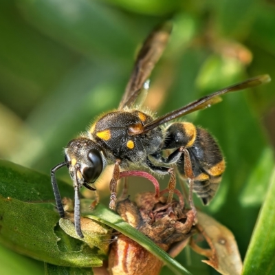 Eumeninae (subfamily) (Unidentified Potter wasp) at Weston, ACT - 26 Mar 2023 by Kenp12