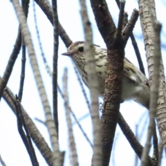 Pyrrholaemus sagittatus (Speckled Warbler) at Red Hill, ACT - 26 Mar 2023 by BenW