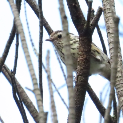 Pyrrholaemus sagittatus (Speckled Warbler) at Red Hill, ACT - 26 Mar 2023 by BenW