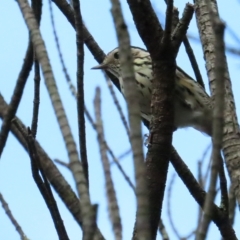 Pyrrholaemus sagittatus at Red Hill, ACT - 26 Mar 2023